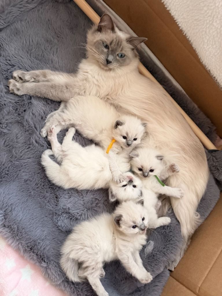 Bezauberndes Ragdoll-Kätzchen zu verkaufen. Kontaktieren Sie mich