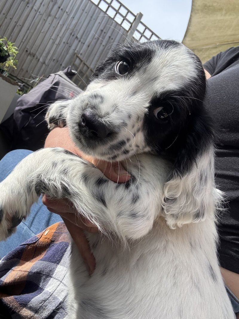 Rüde: Springador-Welpe zu verkaufen. WhatsApp: +44 7453 907158
