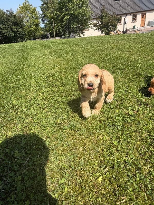 4 weibliche / 1 männlicher Cocker Spaniel-Welpen. WhatsApp: +44 7453 907158