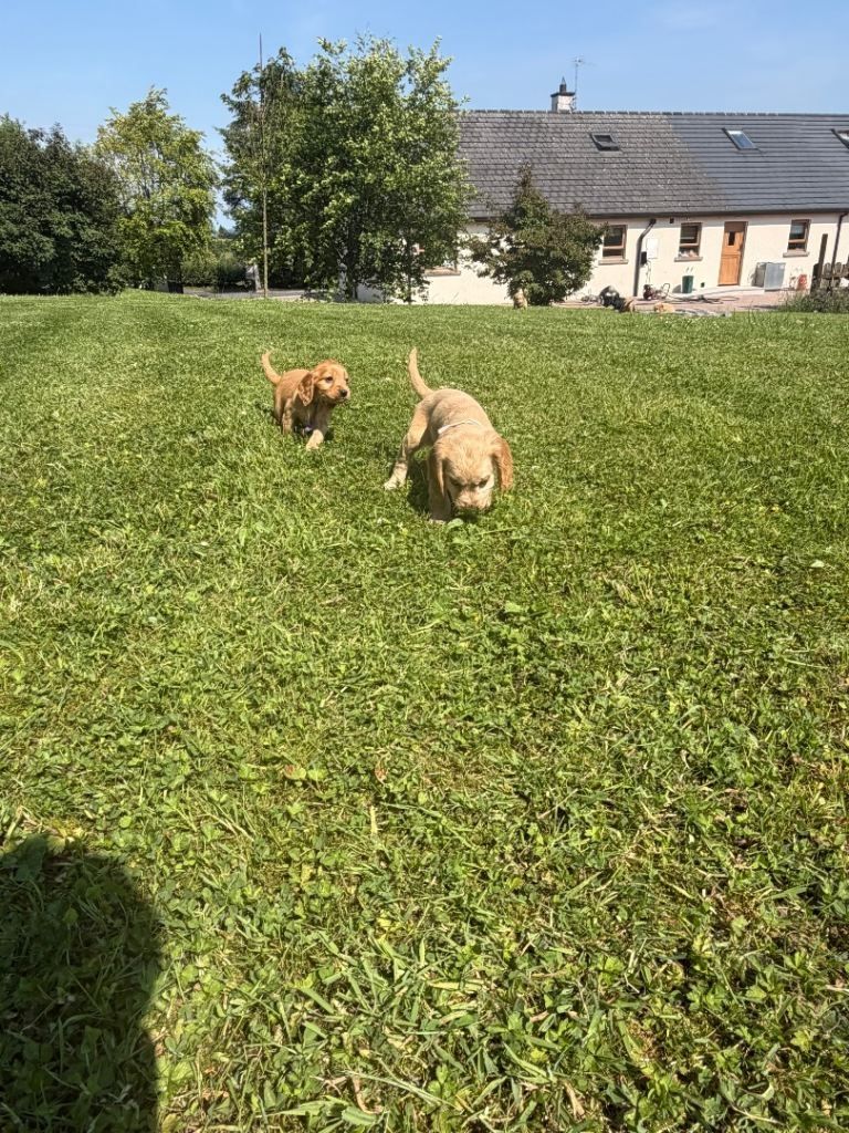 4 weibliche / 1 männlicher Cocker Spaniel-Welpen. WhatsApp: +44 7453 907158
