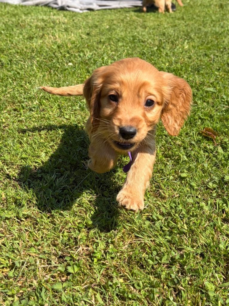 4 weibliche / 1 männlicher Cocker Spaniel-Welpen. WhatsApp: +44 7453 907158