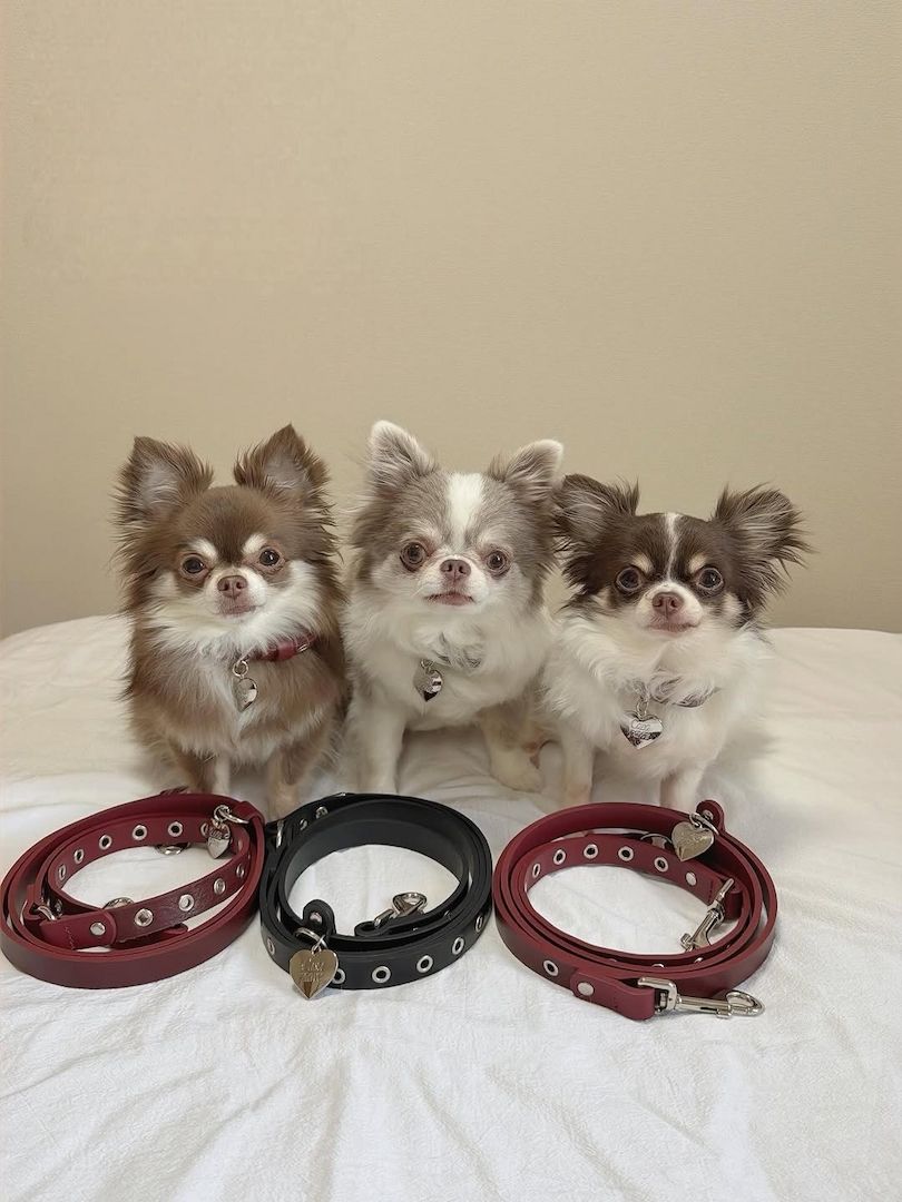 Chihuahua-Welpen abzugeben