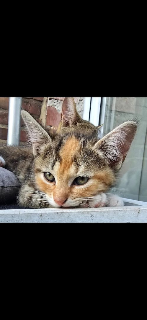 🐾 Liebe Glückskatze Nala, 1 Jahr, sucht liebevolles Zuhause ❤️