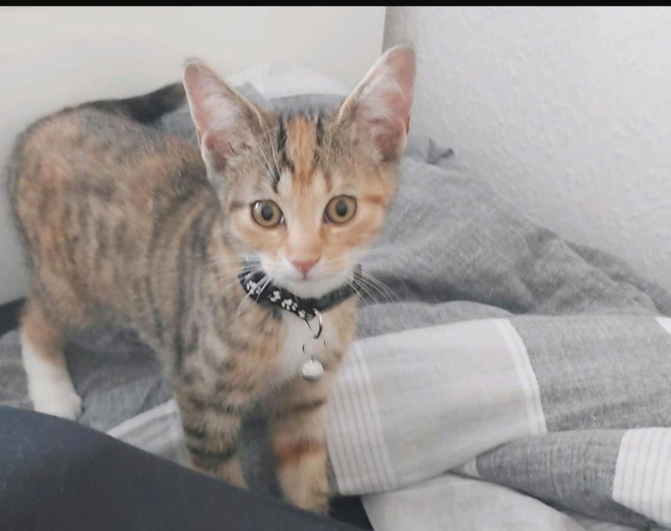 🐾 Liebe Glückskatze Nala, 1 Jahr, sucht liebevolles Zuhause ❤️