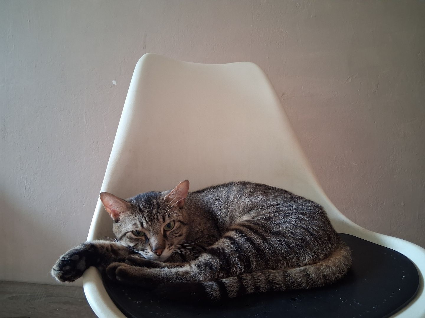  Kater . gestreift