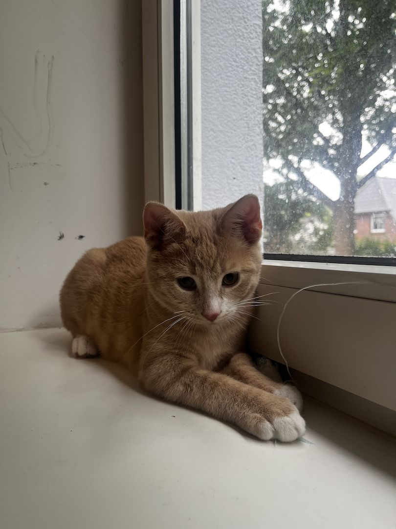 Katzenbaby
