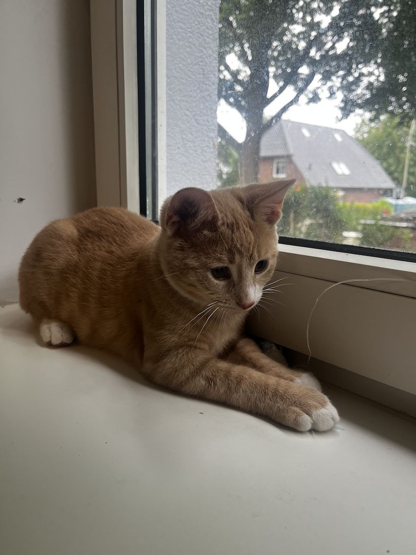 Katzenbaby