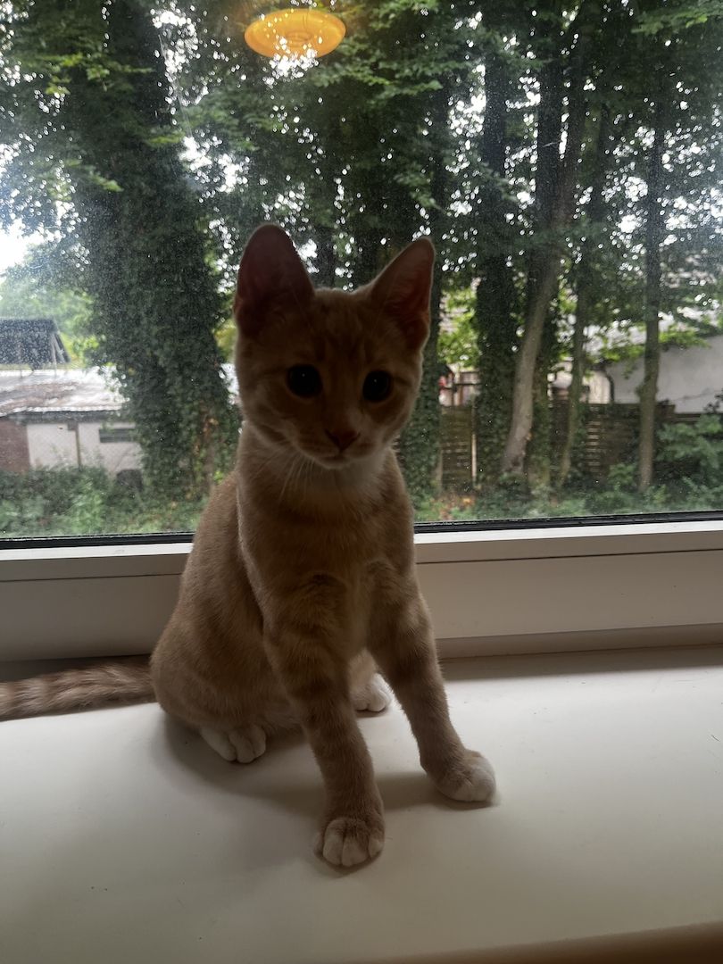 Katzenbaby
