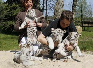 Tiger- und Löwenbabys zu verkaufen