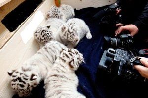Tiger- und Löwenbabys zu verkaufen