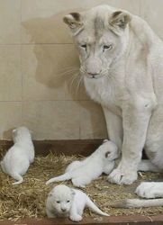 Tiger- und Löwenbabys zu verkaufen