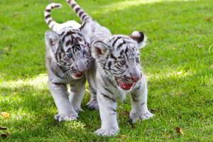 Tiger- und Löwenbabys zu verkaufen