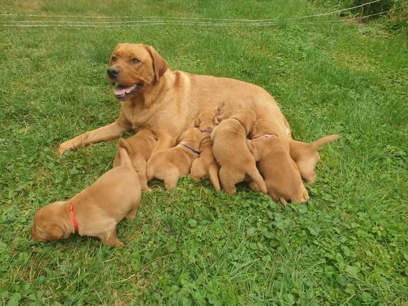 Foxred Labrador-Welpen zu verkaufen