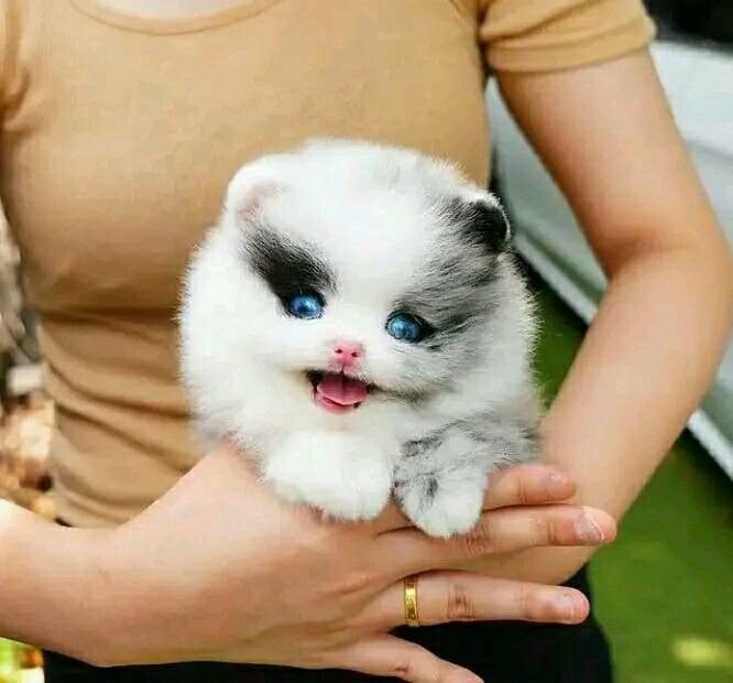 MINI POMERANIAN ZWERGSPITZ BOO WELPEN ZUM VERSCHENKEN
