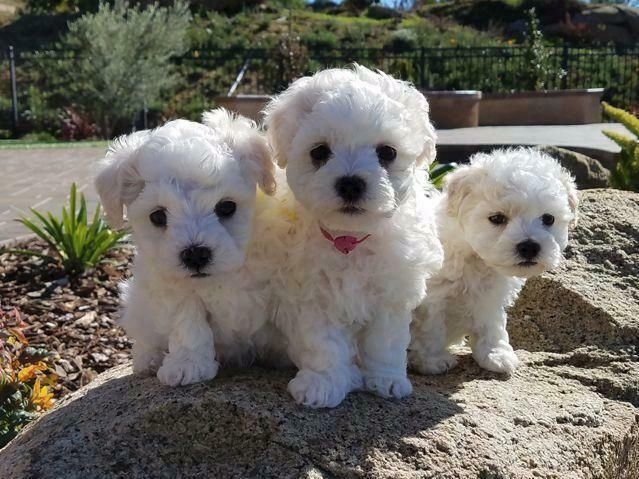 Entzückende Bichon Frisé-Welpen