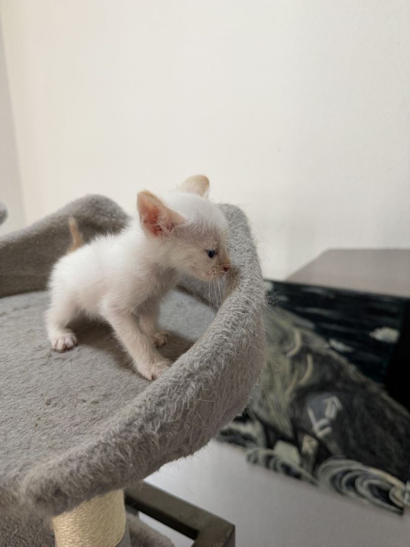 Reinrassige Siam kitten