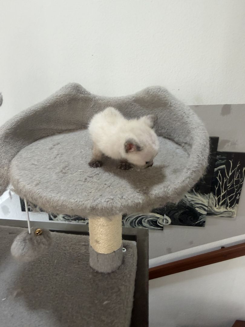 Reinrassige Siam kitten