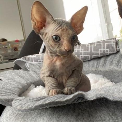 Wunderschöne Sphynx-Kätzchen zu verkaufen.
