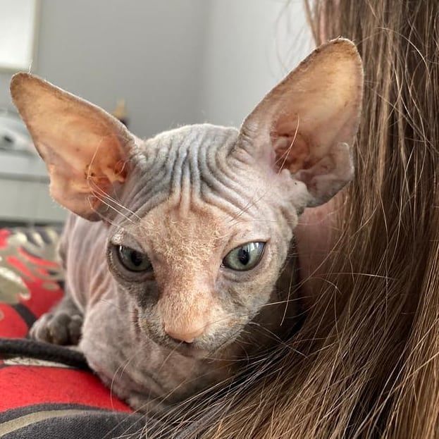 Wunderschöne Sphynx-Kätzchen zu verkaufen.