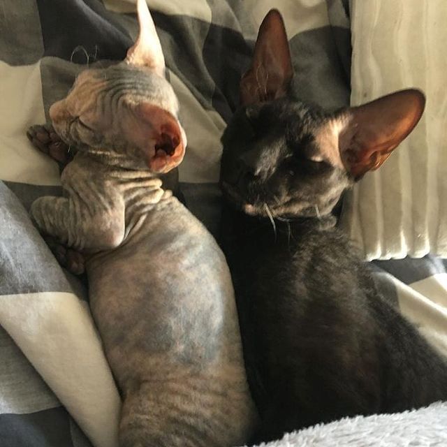 Wunderschöne Sphynx-Kätzchen zu verkaufen.