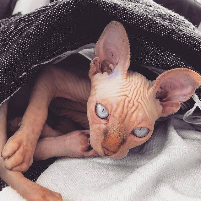 Wunderschöne Sphynx-Kätzchen zu verkaufen.