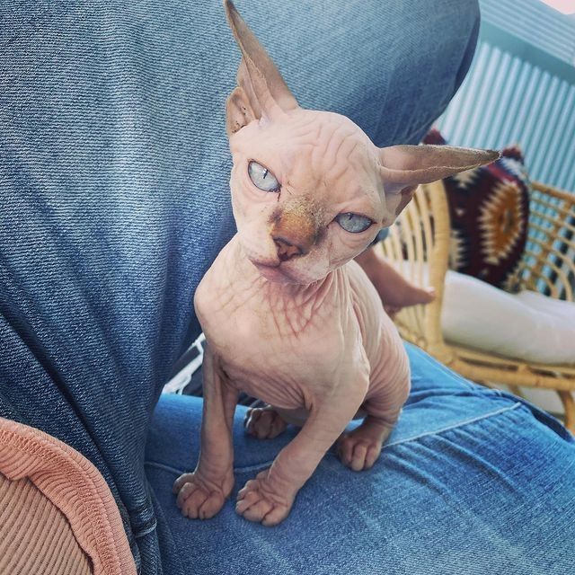Wunderschöne Sphynx-Kätzchen zu verkaufen.