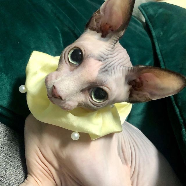Sphynx-Kätzchen zu verkaufen!
