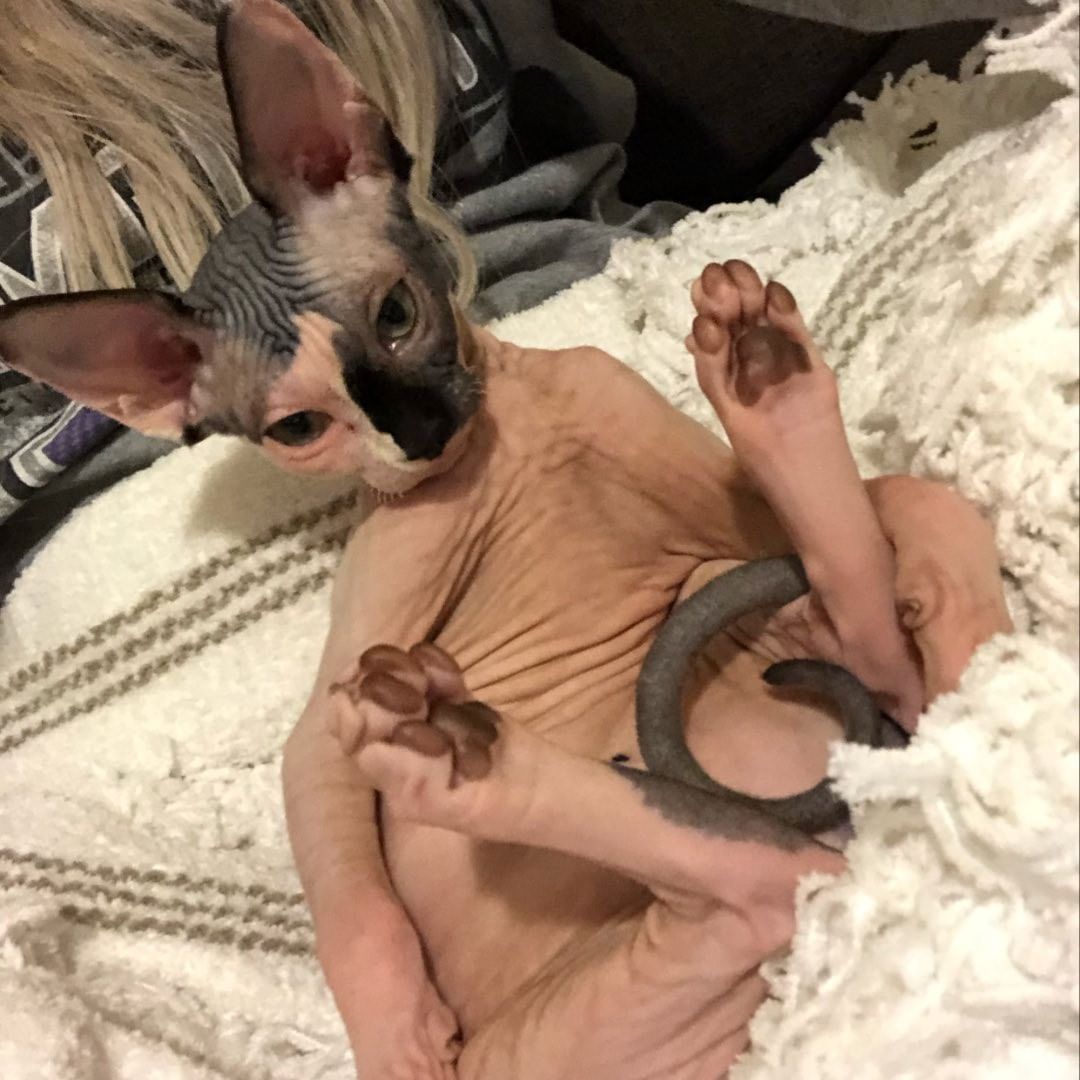 Sphynx-Kätzchen zu verkaufen!
