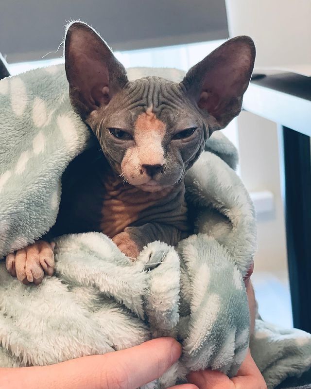 Sphynx-Kätzchen zu verkaufen!