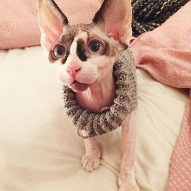 Sphynx-Kätzchen zu verkaufen!
