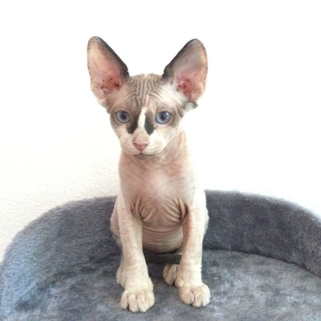 Sphynx-Kätzchen zu verkaufen!