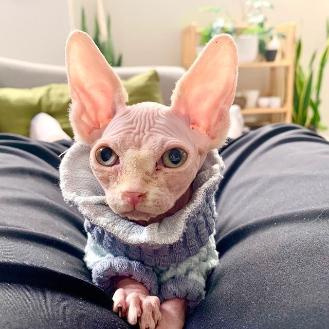 Sphynx-Kätzchen zu verkaufen!