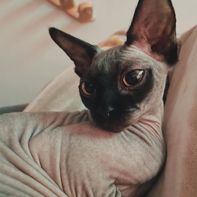 **Sphynx-Kätzchen zu verkaufen!**