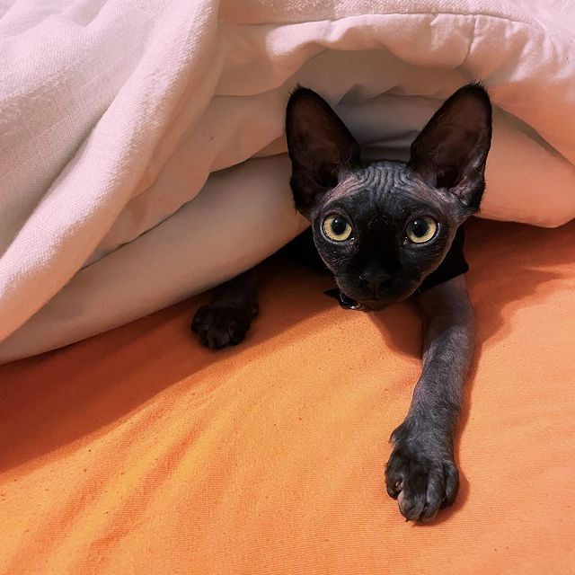 **Sphynx-Kätzchen zu verkaufen!**