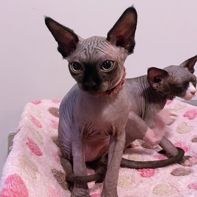 **Sphynx-Kätzchen zu verkaufen!**