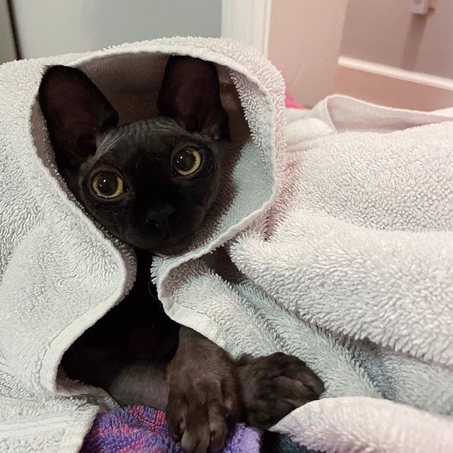 🐾 **Wunderschöne Sphynx-Kätzchen suchen ein neues Zuhause** 🐾