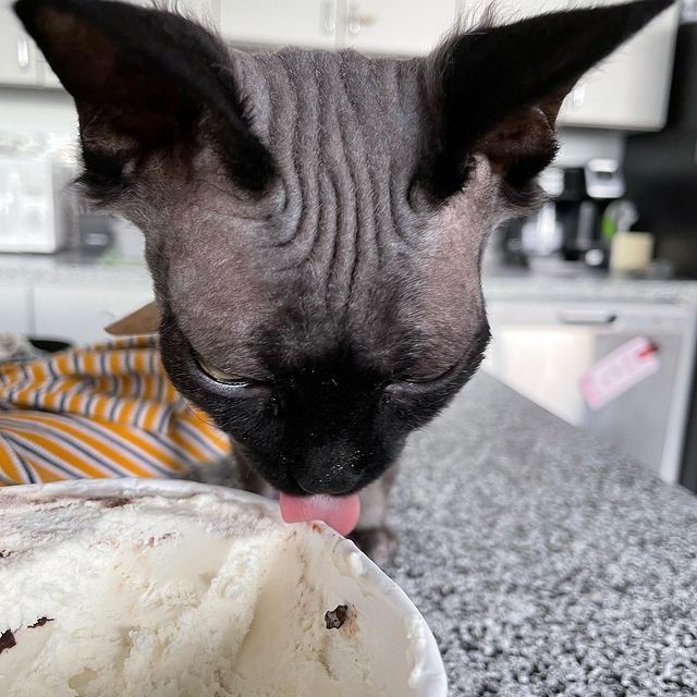 🐾 **Wunderschöne Sphynx-Kätzchen suchen ein neues Zuhause** 🐾