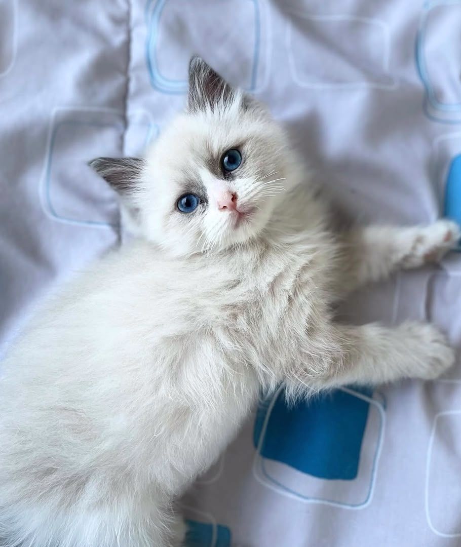 Ragdolls
