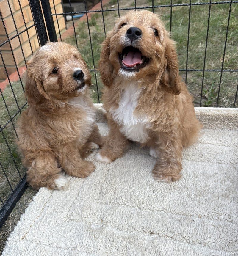 Cavapoo