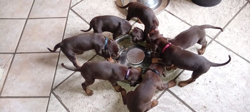 Dobermann-Welpen suchen ein neues Zuhause