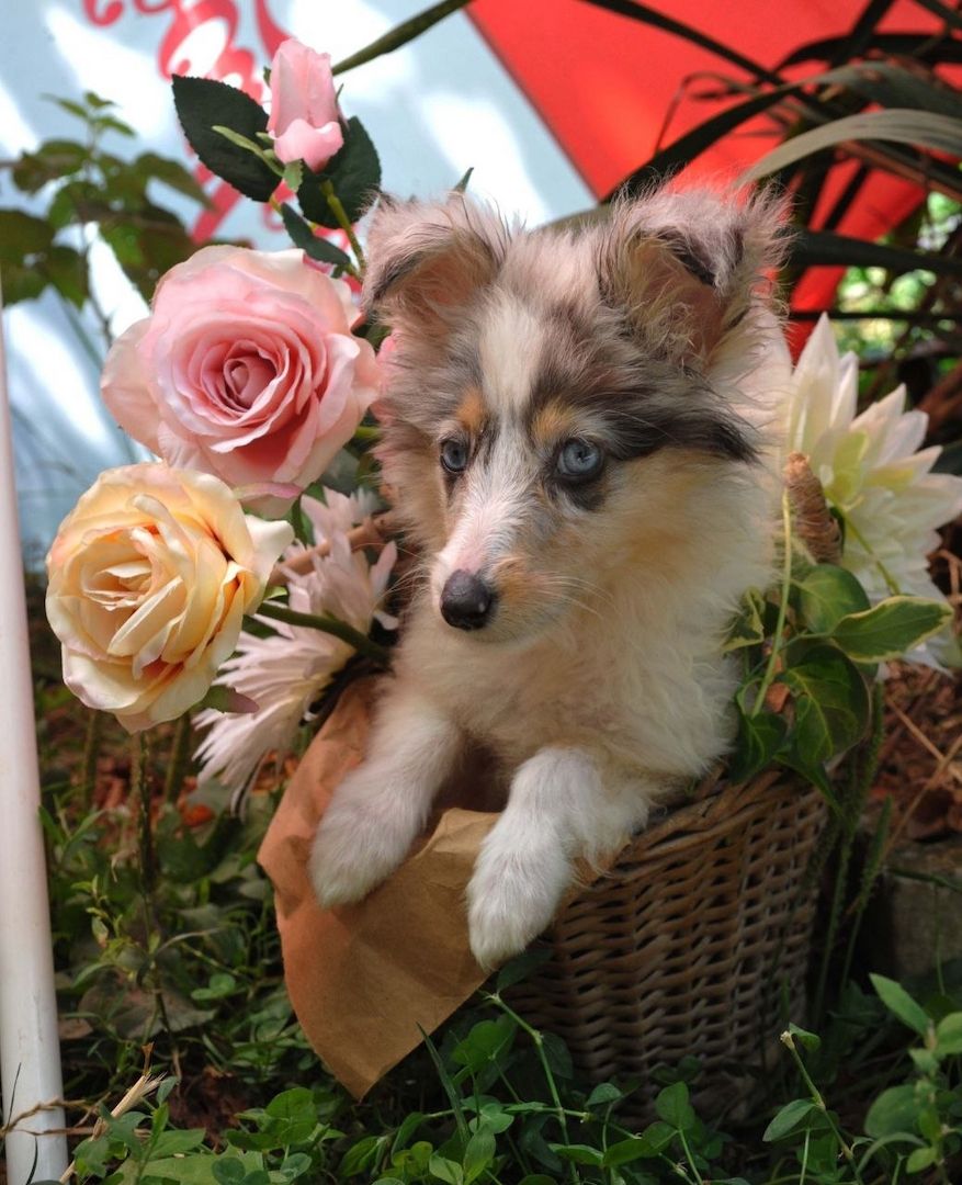 Sheltie-Mädchen