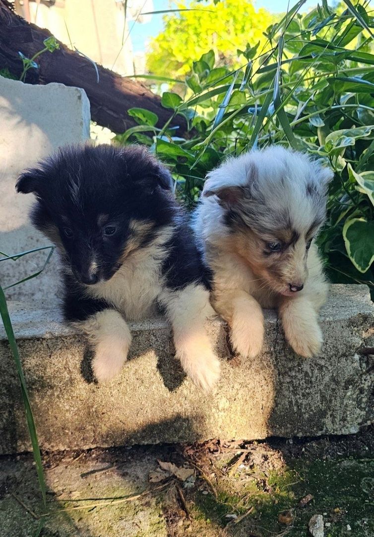 Sheltie-Mädchen