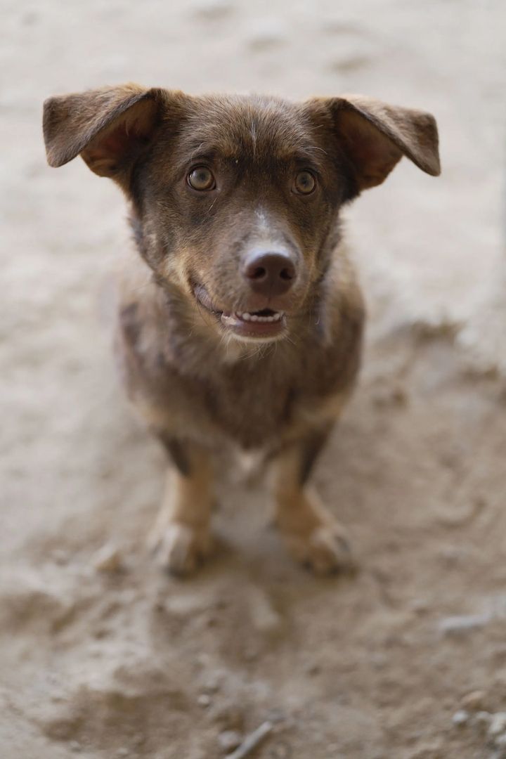 Sancho
