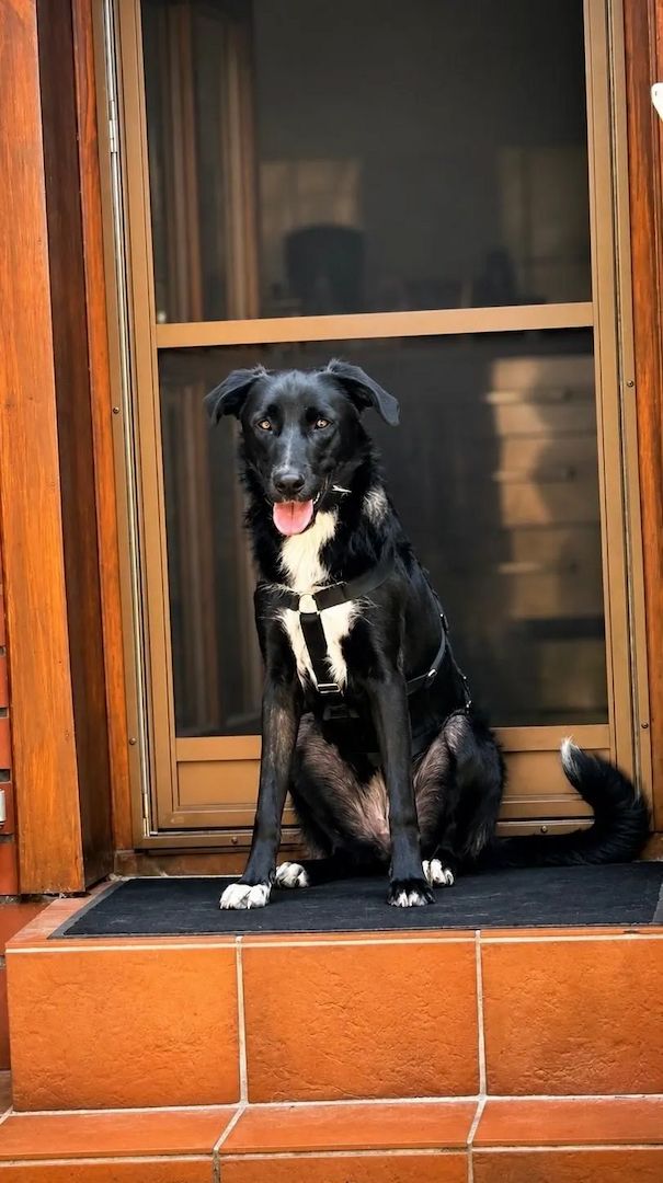 Emilia (Schon auf Pflegestelle in Deutschland)