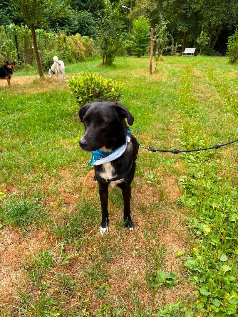 Emilia (Schon auf Pflegestelle in Deutschland)
