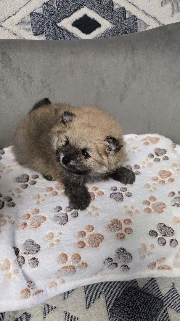 Teacup-Pomeranian-Welpen abgabebereit