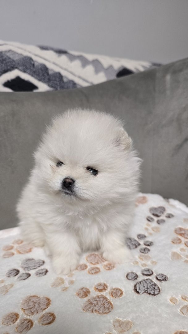 Teacup-Pomeranian-Welpen abgabebereit