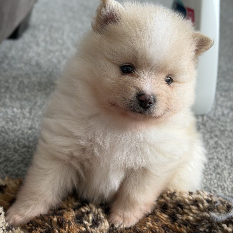 Teacup-Pomeranian-Welpen abgabebereit