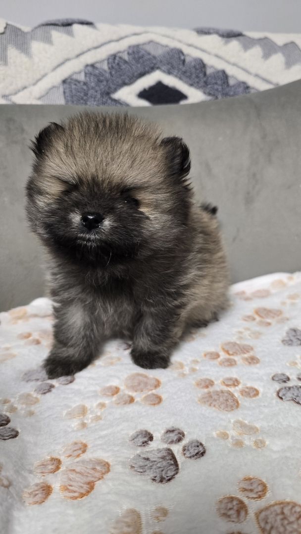 Teacup-Pomeranian-Welpen abgabebereit