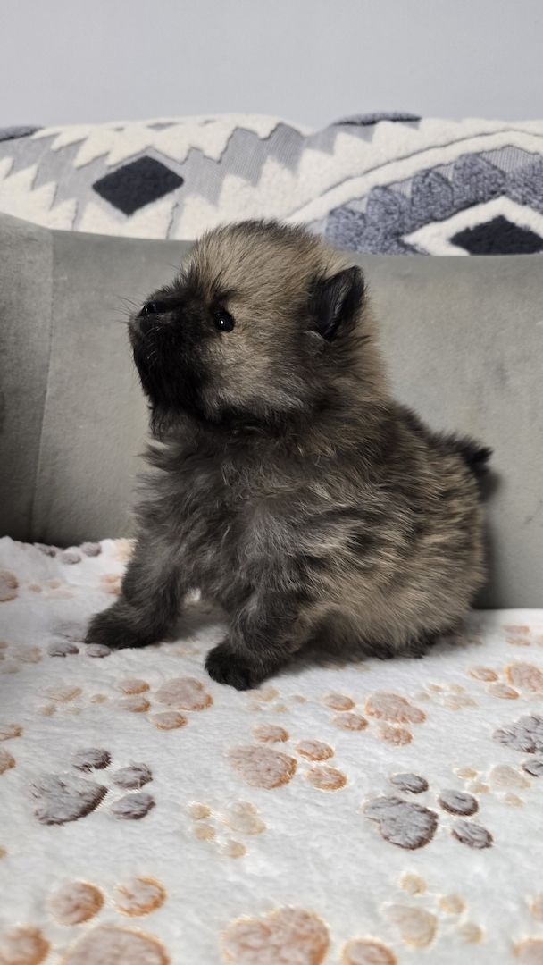 Teacup-Pomeranian-Welpen abgabebereit